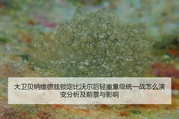 da-wei-bei-na-wei-de-zi-suo-ding-bi-wo-er-hou-qing-zhong-liang-ji-tong-yi-zhan-zen-me-yan-bian-fen-xi-ji-qian-jing-yu-1-535.jpg